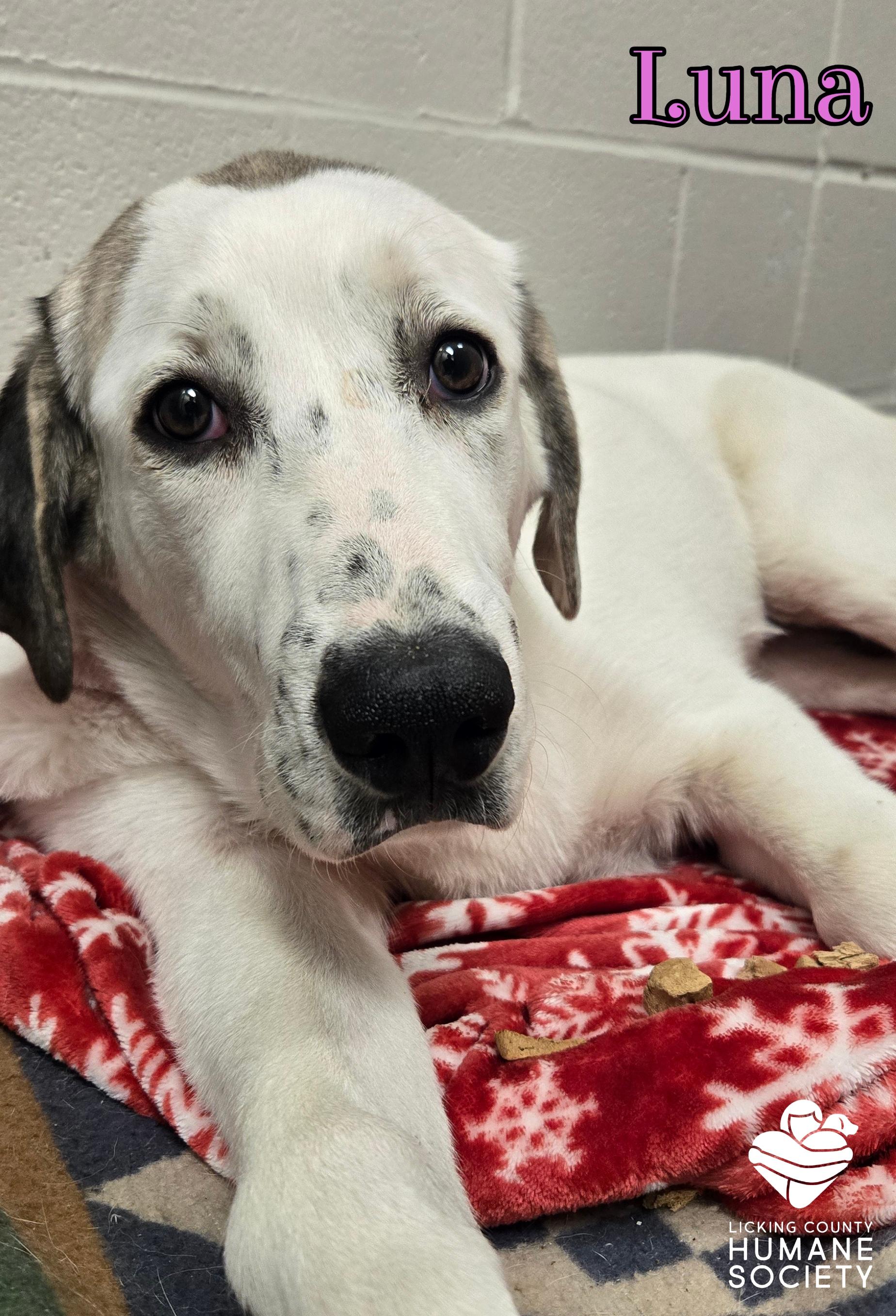 Luna, adopted, Young Female Great Pyrenees & Anatolian Shepherd.