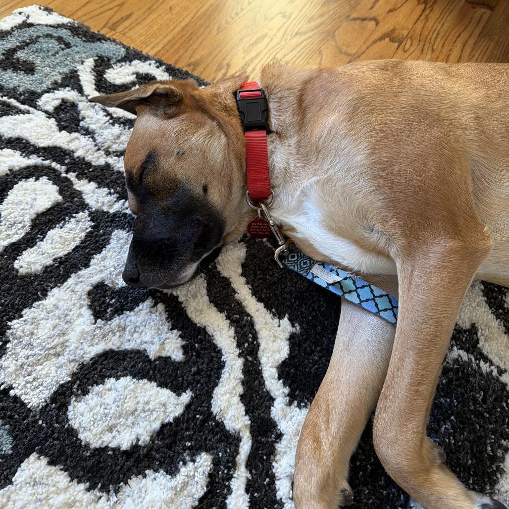 Gilly, Adoptable, Young Male Mixed Breed.