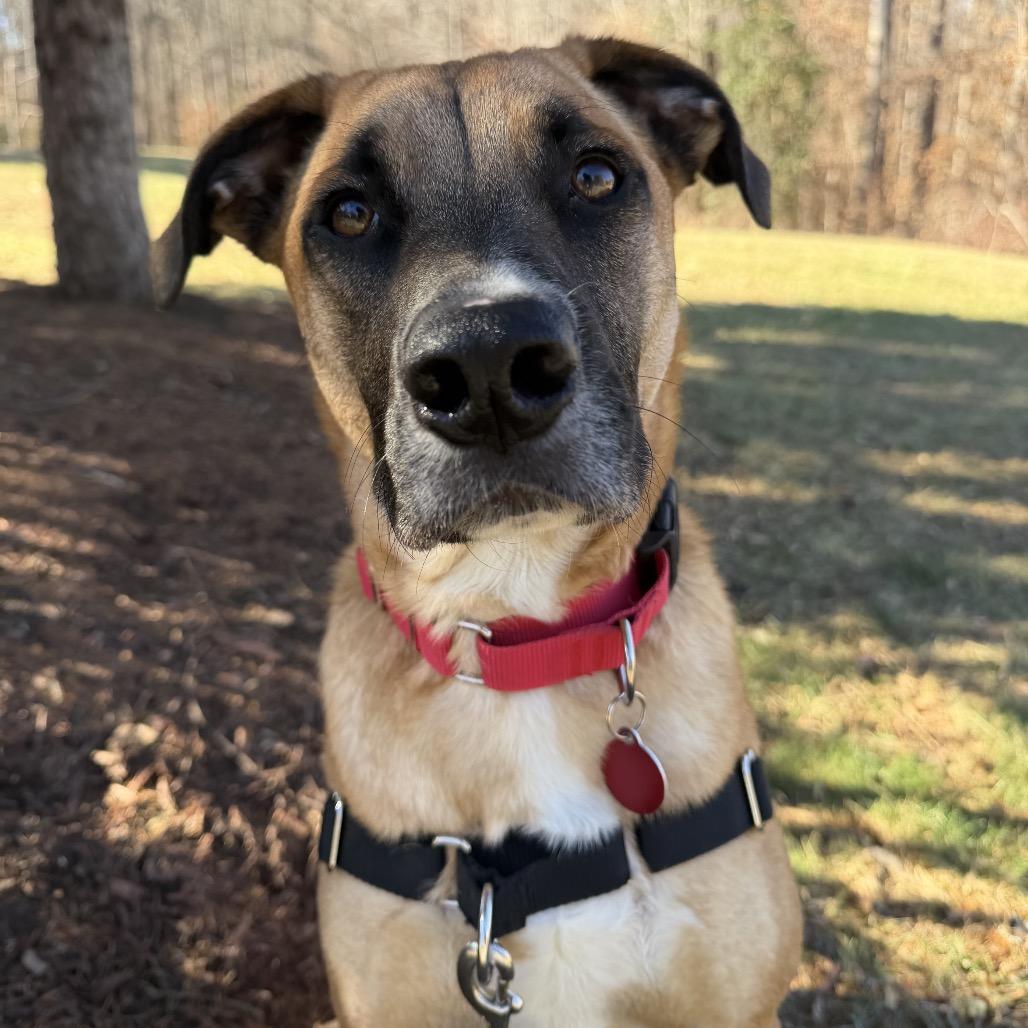 Enlarge Gilly, a Adoptable Mixed Breed in Fredericksburg, VA image 2/6