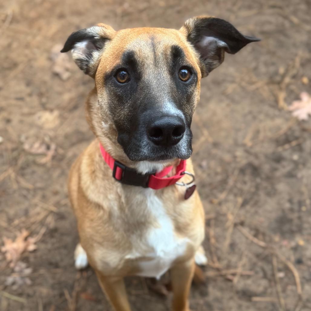 Enlarge Gilly, a Adoptable Mixed Breed in Fredericksburg, VA image 3/6
