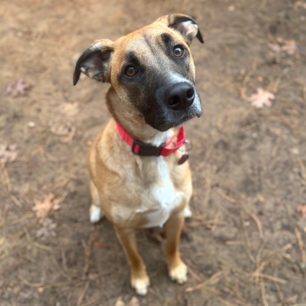 Enlarge Gilly, a Adoptable Mixed Breed in Fredericksburg, VA image 4/6