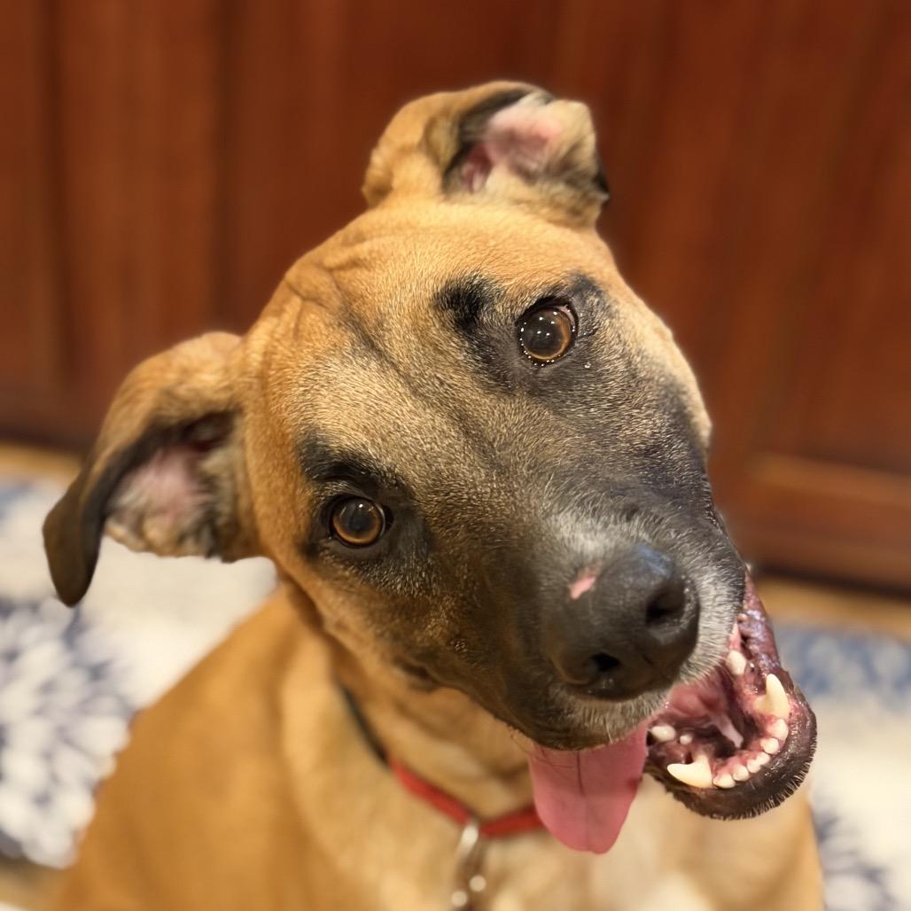 Enlarge Gilly, a Adoptable Mixed Breed in Fredericksburg, VA image 5/6