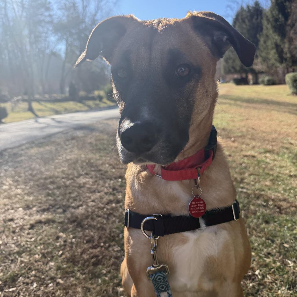 Enlarge Gilly, a Adoptable Mixed Breed in Fredericksburg, VA image 6/6