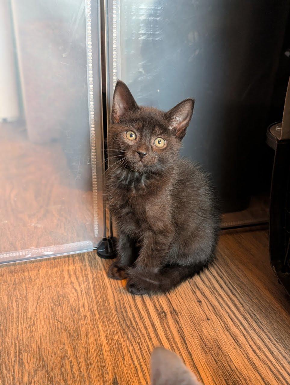 Midnight, Adoptable, Kitten Male Domestic Short Hair.