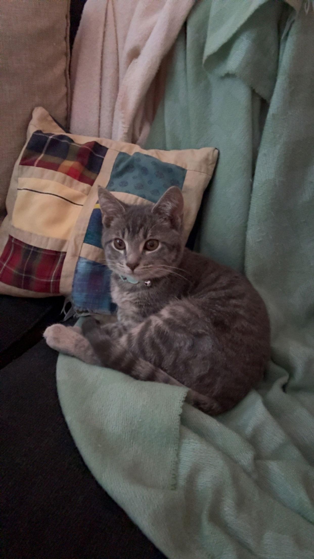 Enlarge *Sashimi, a Adopted Domestic Short Hair in Forest, VA image 1/3