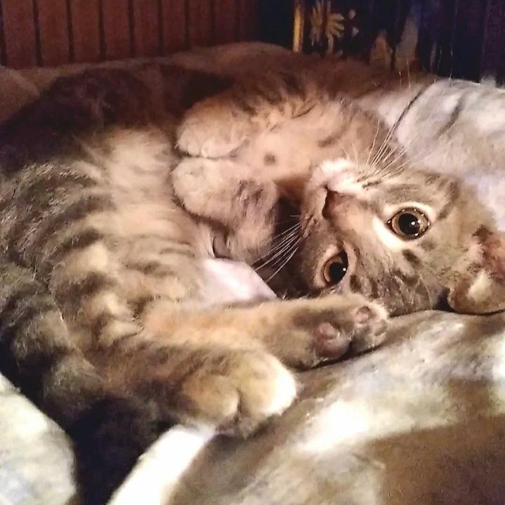 Enlarge *Sashimi, a Adopted Domestic Short Hair in Forest, VA image 2/3