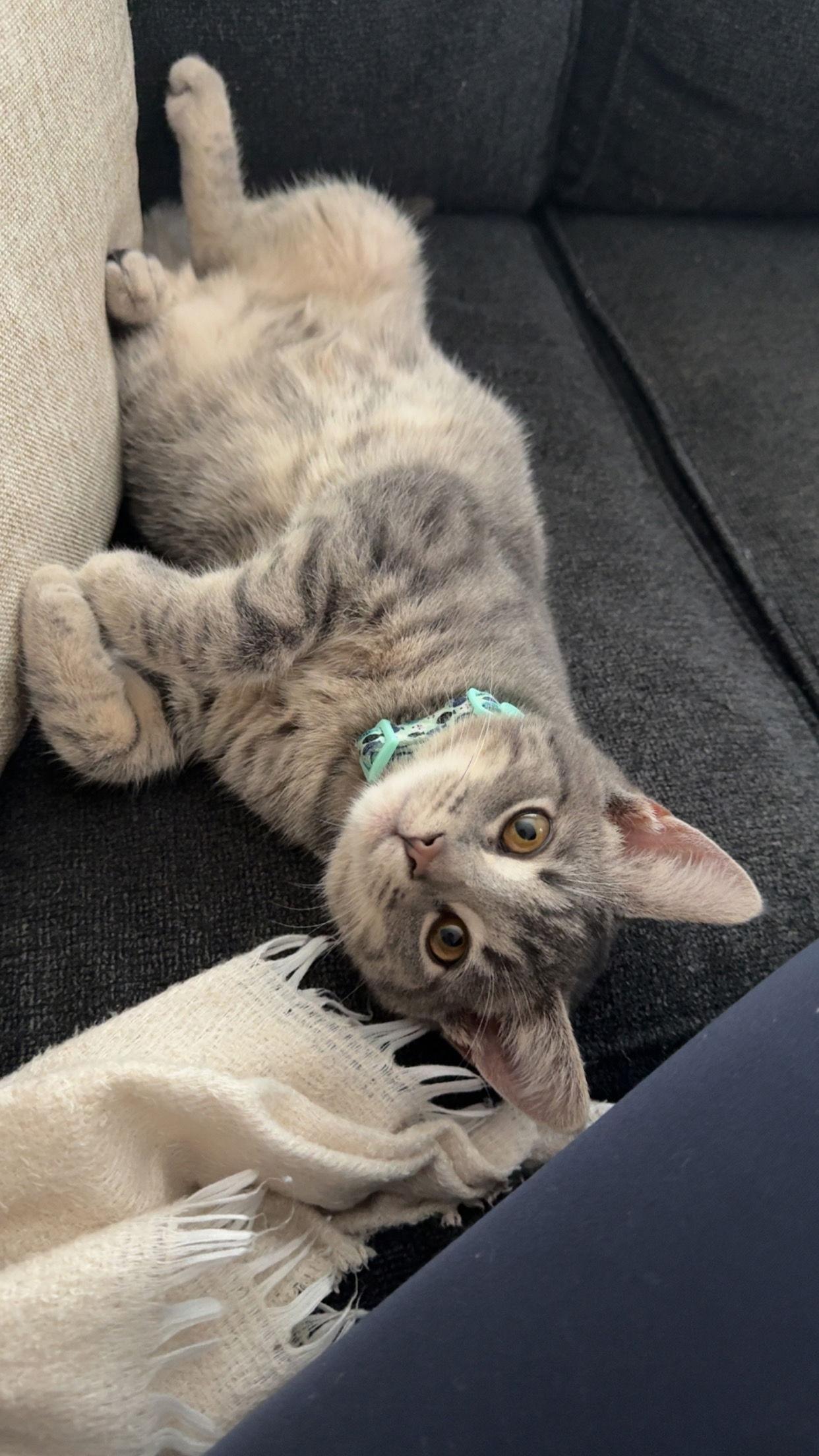 Enlarge *Sashimi, a Adopted Domestic Short Hair in Forest, VA image 3/3