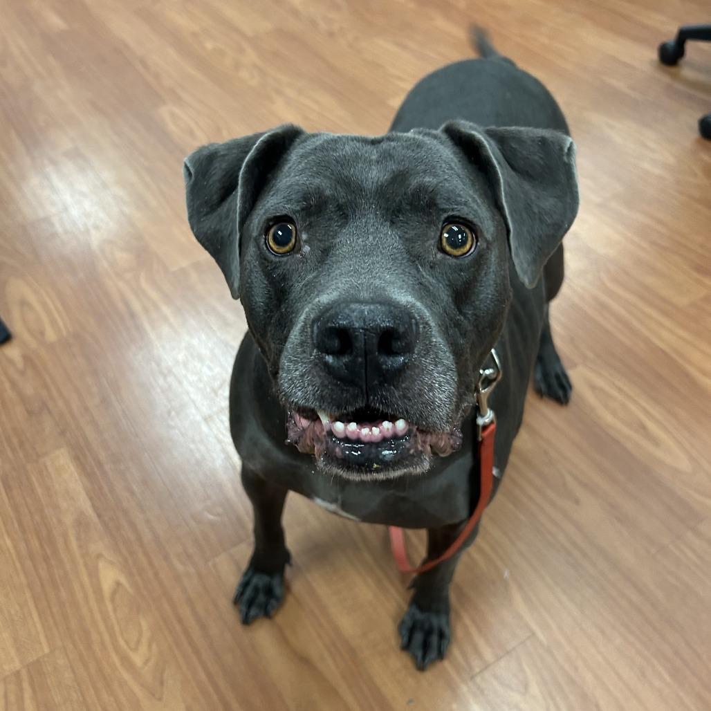 Zazu, a Adoptable Mixed Breed in Cheyenne, WY image 1/3