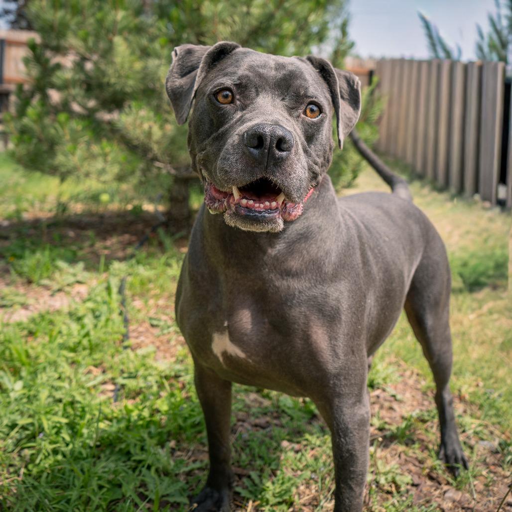 Zazu, a Adoptable Mixed Breed in Cheyenne, WY image 2/3