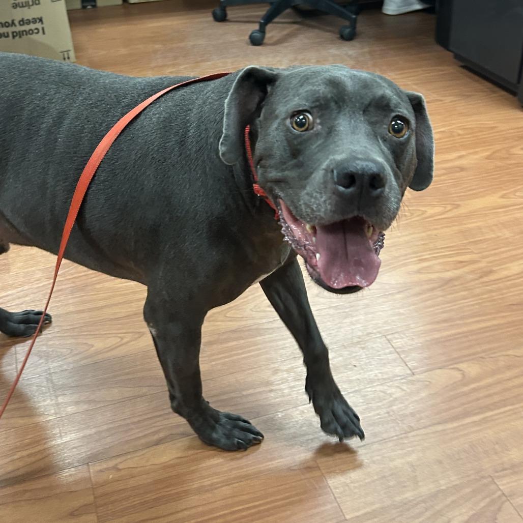 Zazu, a Adoptable Mixed Breed in Cheyenne, WY image 3/3