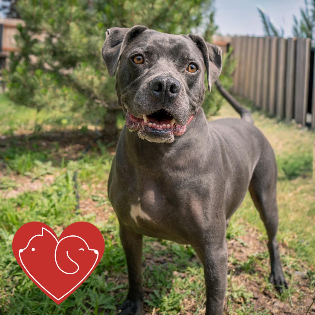 Zazu, a Adoptable mixed breed in Cheyenne, WY image 3/3