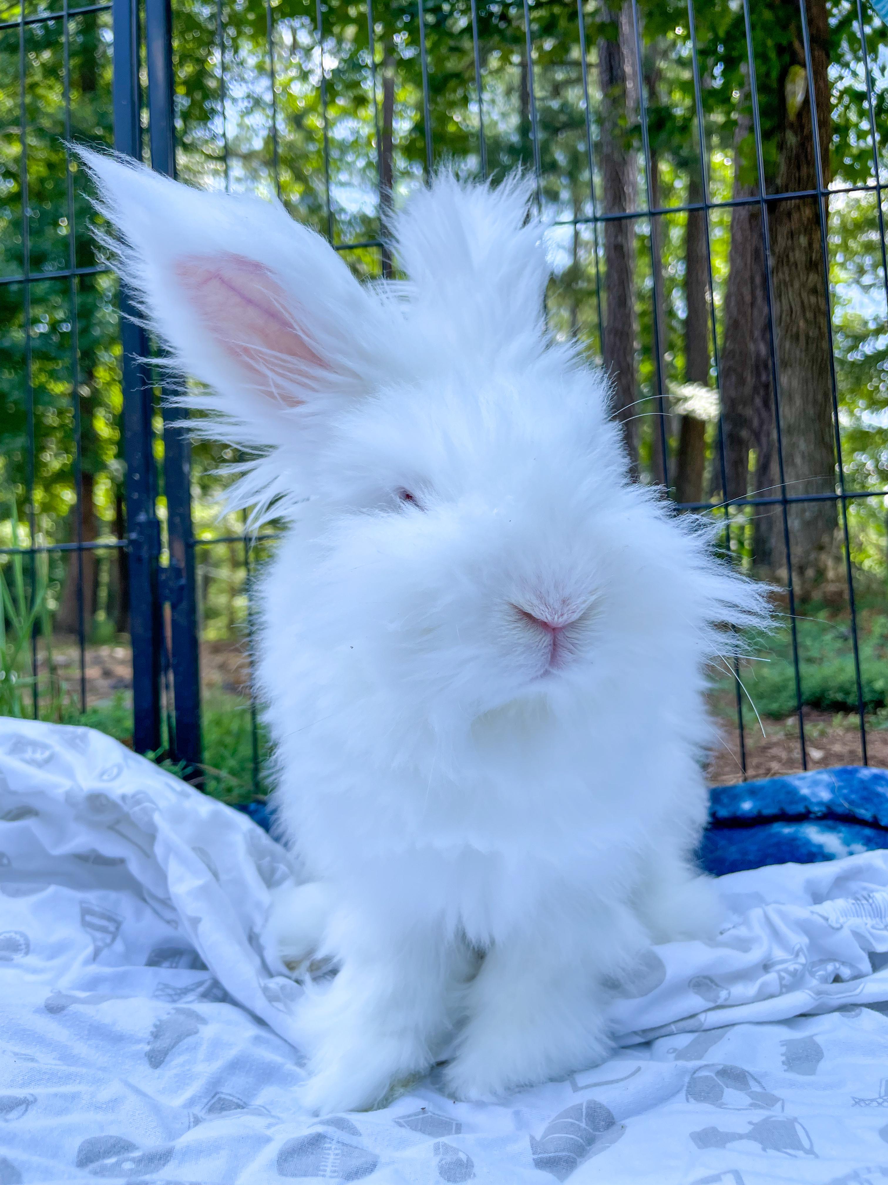 Popeye, a Adoptable mixed breed in Oxford, GA image 1/3