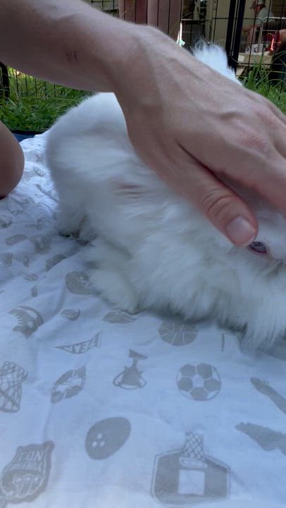 Enlarge Popeye, a Adoptable mixed breed in Oxford, GA video 2/3