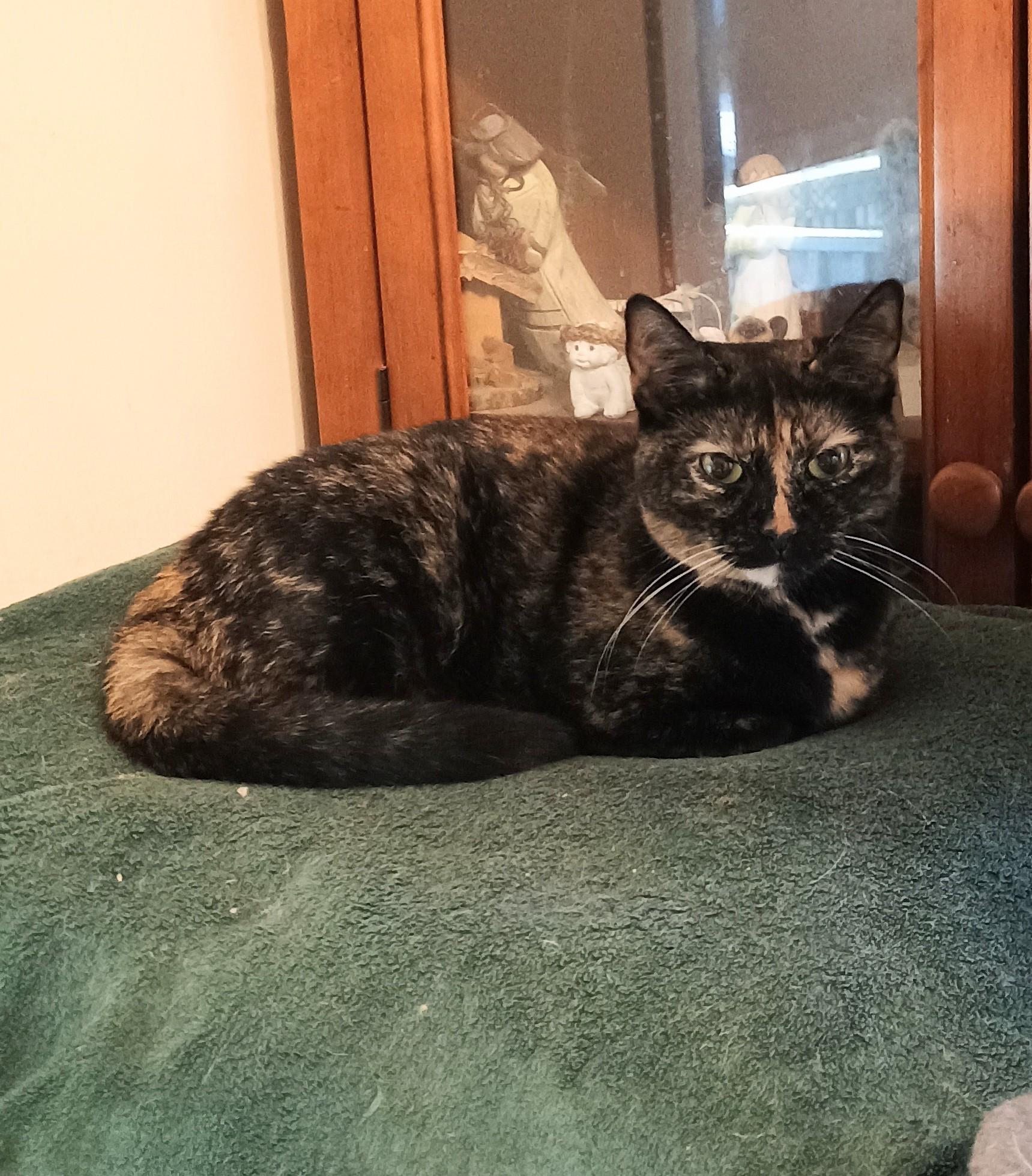 Ming - friendly & loving 1