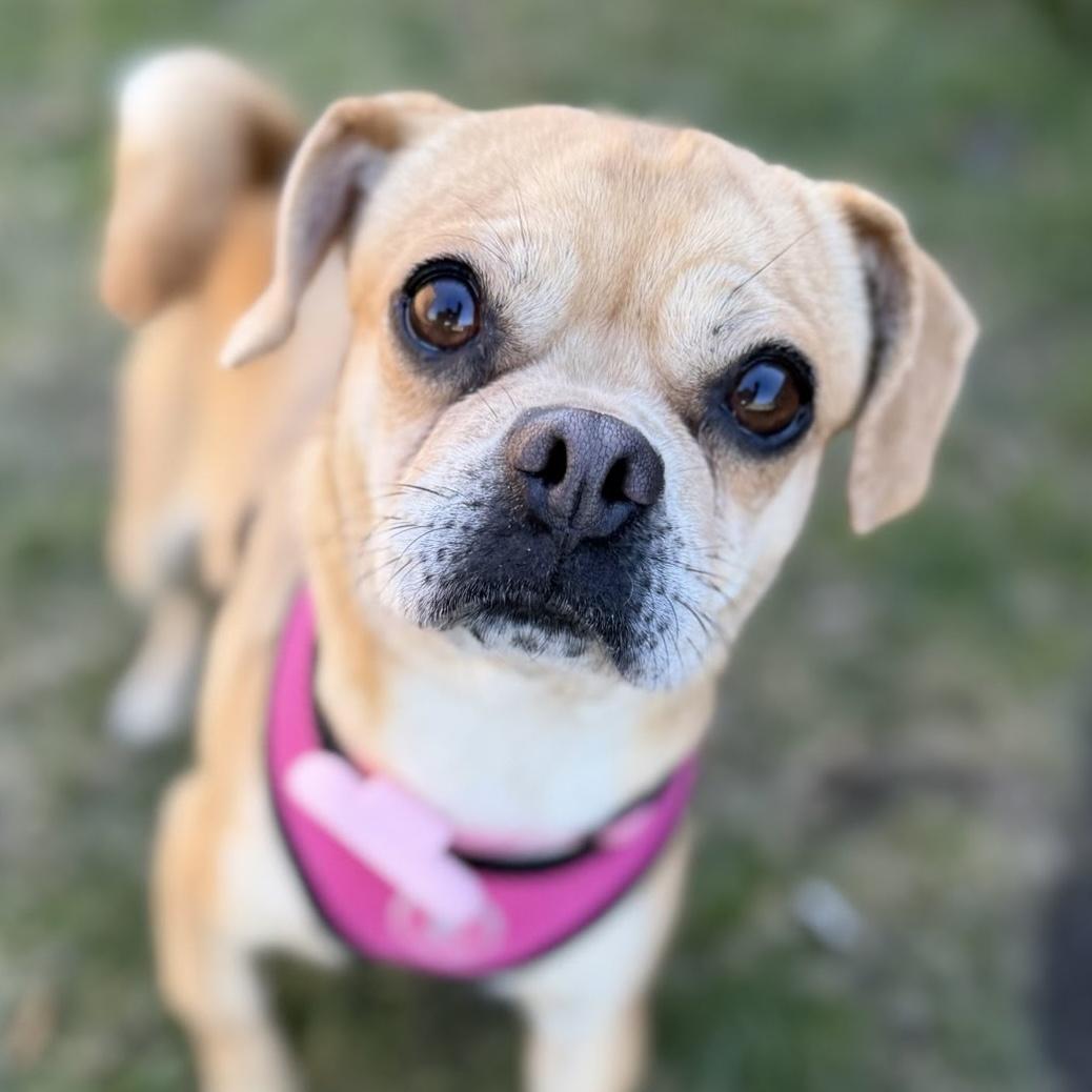 Cecelia, adoptable, Young Female Pug.