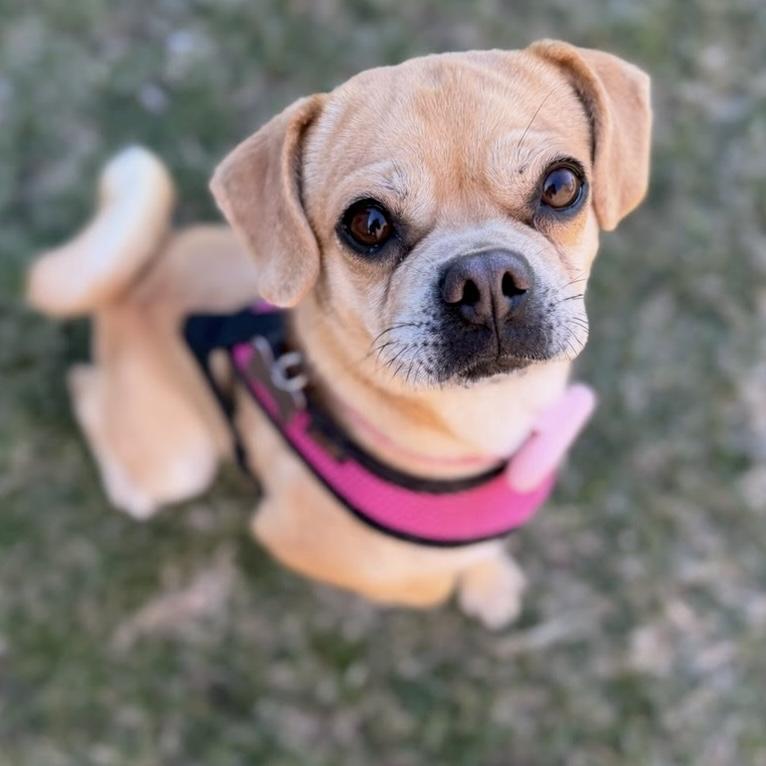 Enlarge Cecelia, an adoptable mixed breed in Itasca, IL image 3/4