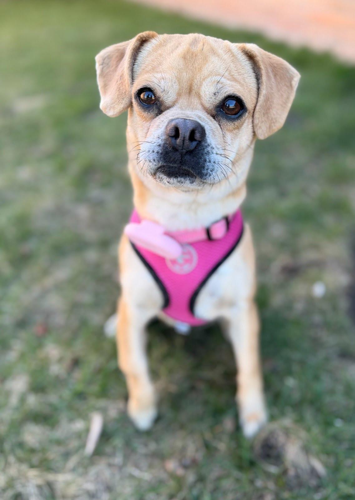 Enlarge Cecelia, an adoptable mixed breed in Itasca, IL image 4/4