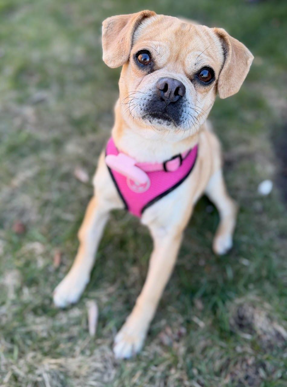 Enlarge Cecelia, an adoptable mixed breed in Itasca, IL image 2/4