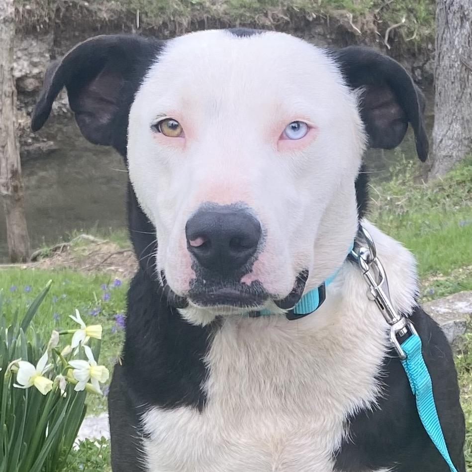 Eggy, Adoptable, Adult Male Pit Bull Terrier & Mixed Breed.