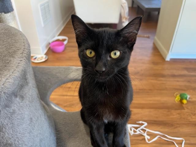 Ms. Harley Davison she has a awesome video., an adoptable Domestic Short Hair in Eagle Point, OR, 97524 | Photo Image 2