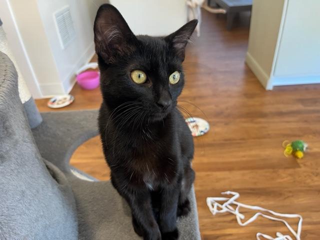 Enlarge Ms. Harley Davison she has a awesome video., a Adoptable Domestic Short Hair in Eagle Point, OR image 3/6