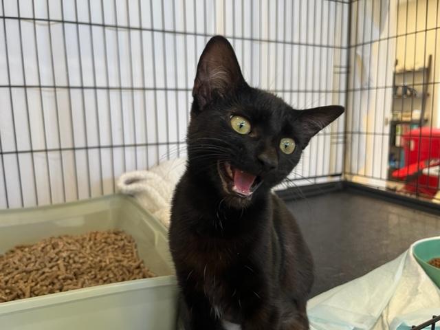 Ms. Harley Davison she has a awesome video., an adoptable Domestic Short Hair in Eagle Point, OR, 97524 | Photo Image 5