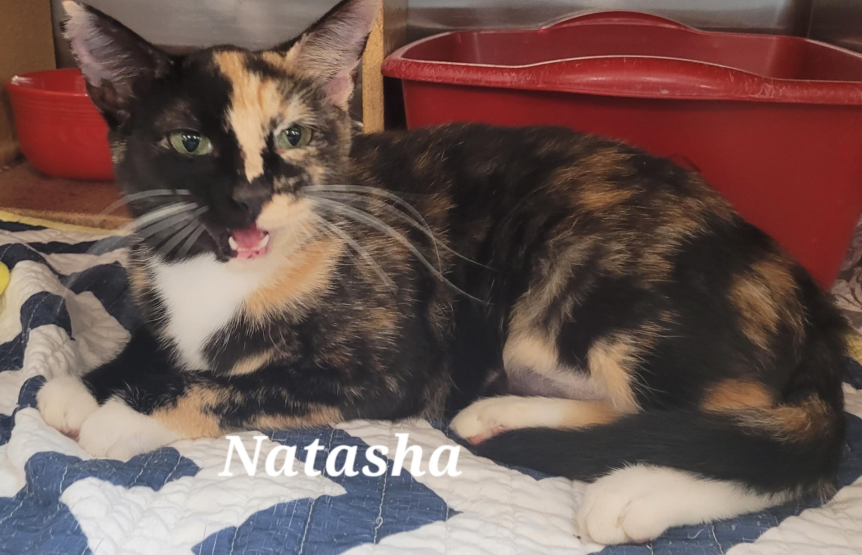 Enlarge Natasha, an adopted Domestic Short Hair in Morganton, NC image 3/3