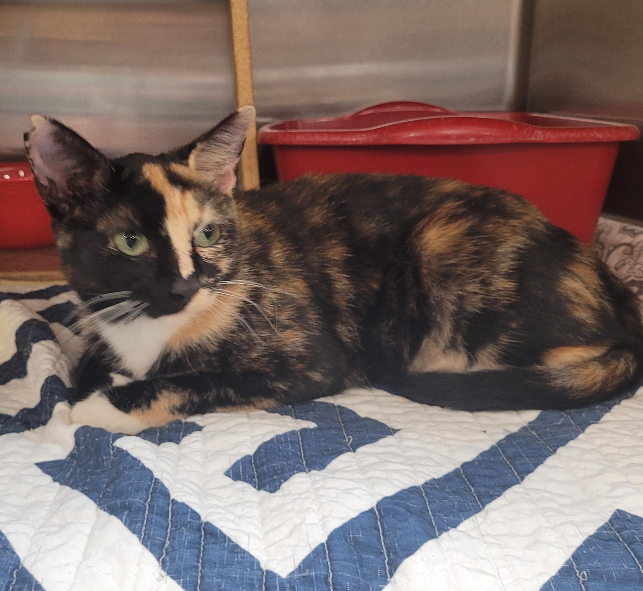 Enlarge Natasha, an adopted Domestic Short Hair in Morganton, NC image 2/3