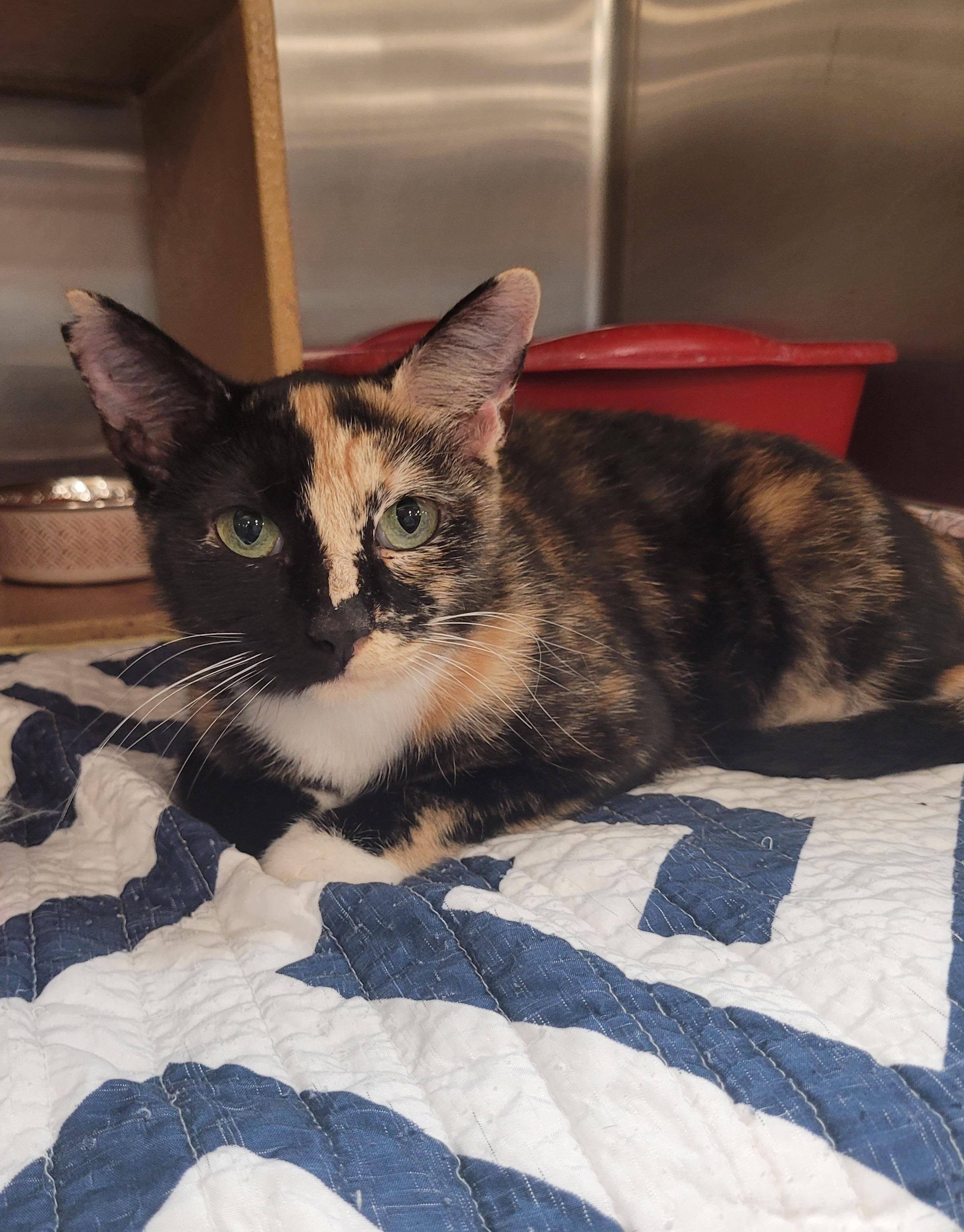 Natasha, adopted, Young Female Domestic Short Hair.
