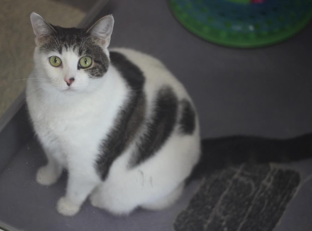Enlarge Cher, a Adoptable mixed breed in Rockford, IL image 1/2