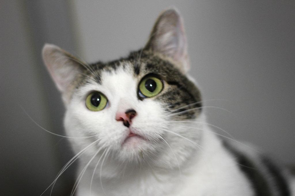 Cher, Adoptable, Young Female Domestic Short Hair.
