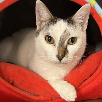 Felicity $25, Adoptable, Young Female Domestic Short Hair & Domestic Short Hair.