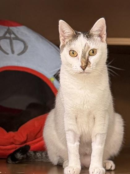 Felicity $25, Adoptable, Young Female Domestic Short Hair & Domestic Short Hair.
