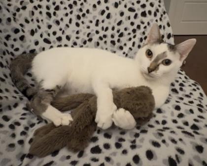 Enlarge Felicity $25, a Adoptable Domestic Short Hair in Seneca, SC image 2/3