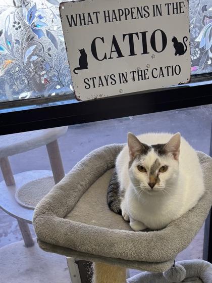 Enlarge Felicity $25, a Adoptable Domestic Short Hair in Seneca, SC image 3/3