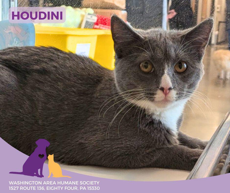 Houdini, adoptable, Young Male Domestic Short Hair.