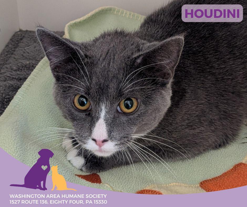 Houdini, an adoptable mixed breed in Eighty Four, PA image 2/2