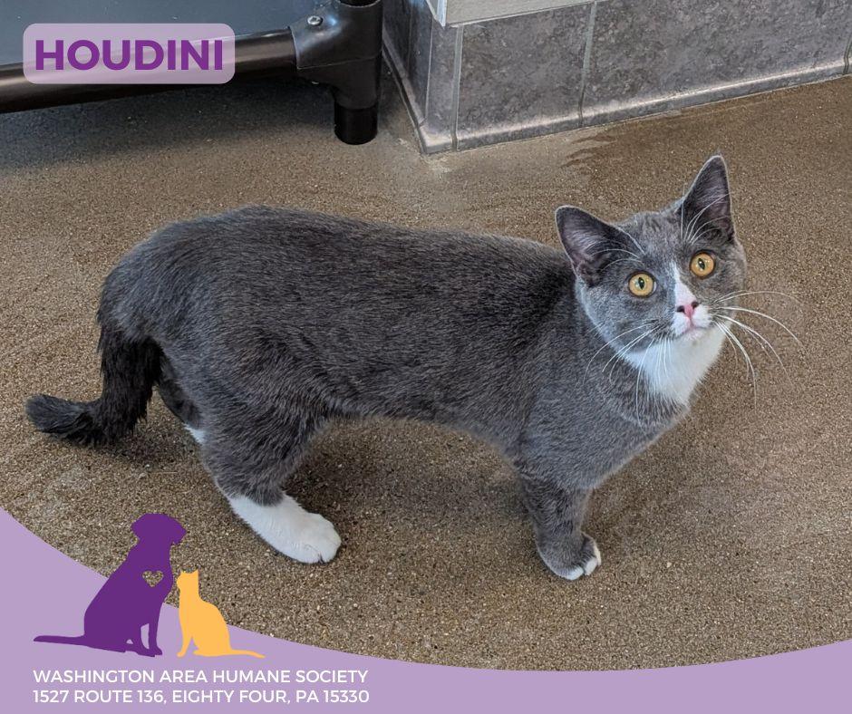 Houdini, an adopted mixed breed in Eighty Four, PA image 1/2