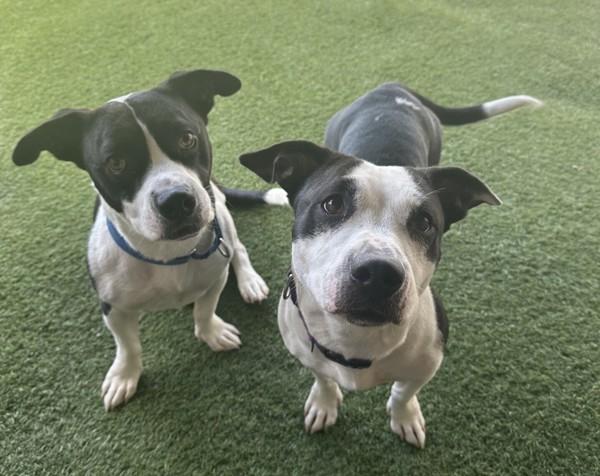 Enlarge Klaus, a Adoptable mixed breed in Oceanside, CA image 1/1