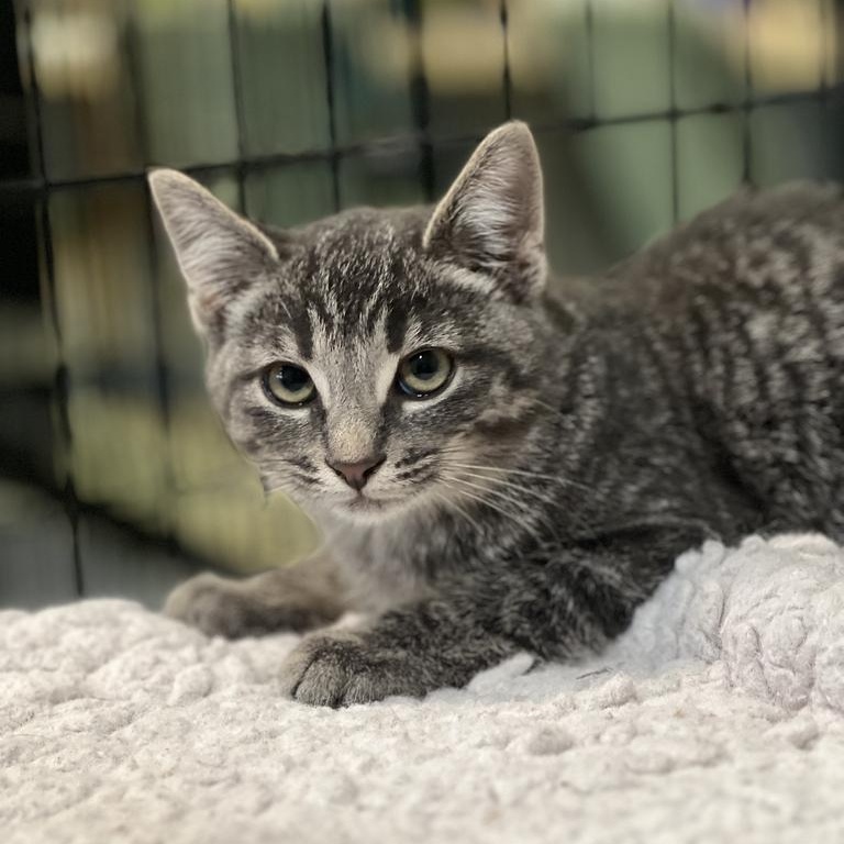 Enlarge Fuzz, a Adoptable Domestic Short Hair in Jackson, MI image 3/3