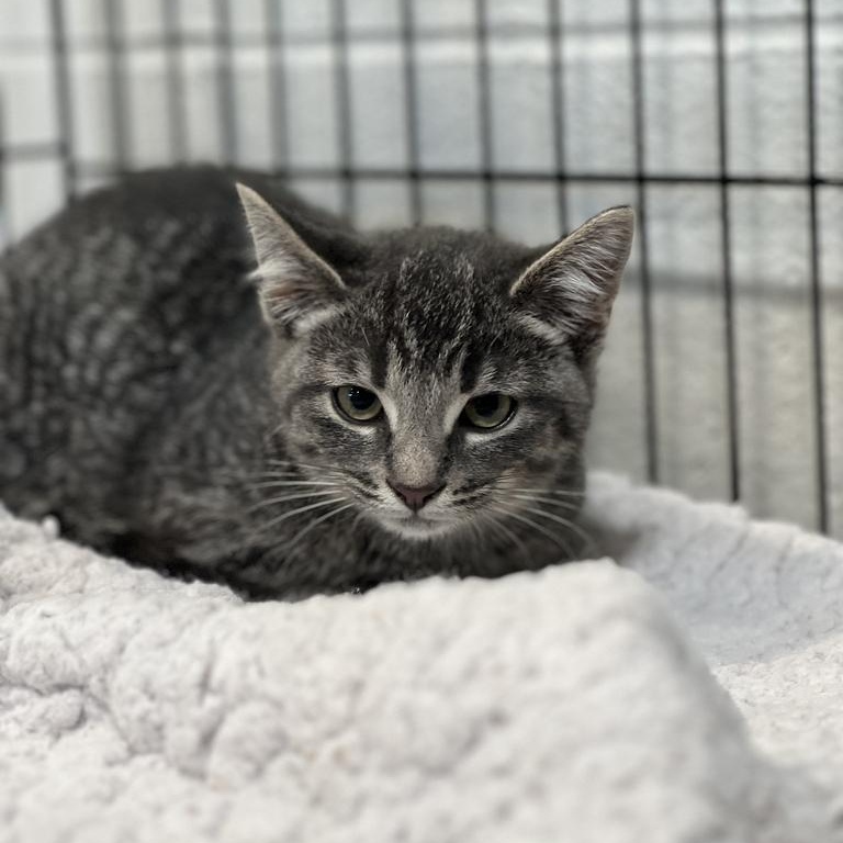 Enlarge Fuzz, a Adoptable Domestic Short Hair in Jackson, MI image 2/3