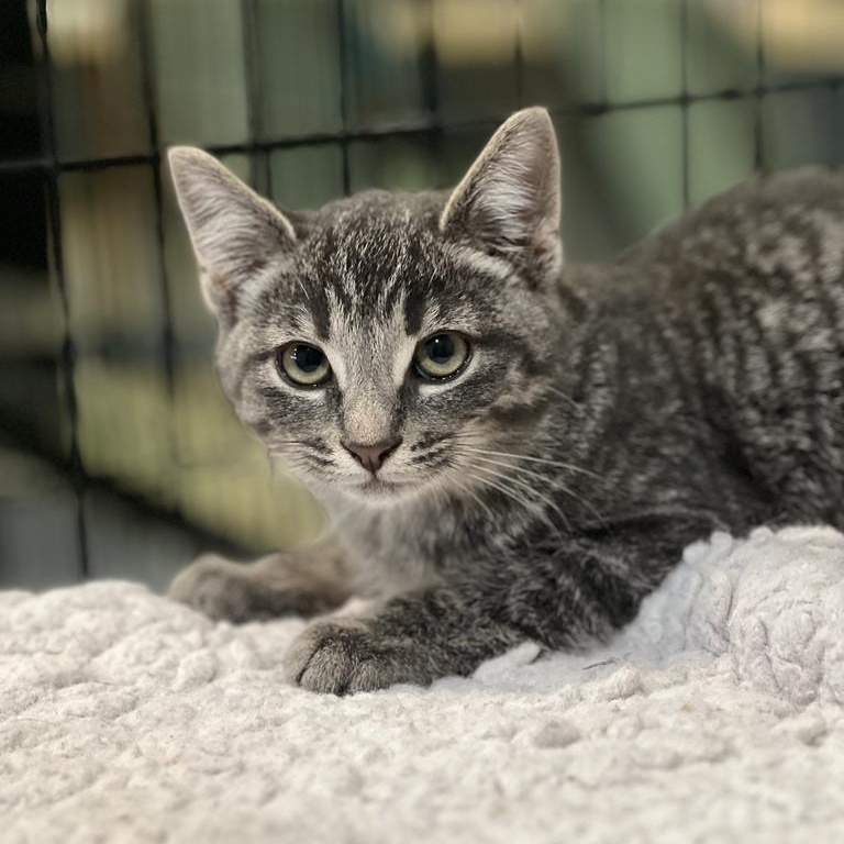Fuzz, Adoptable, Kitten Male Domestic Short Hair.