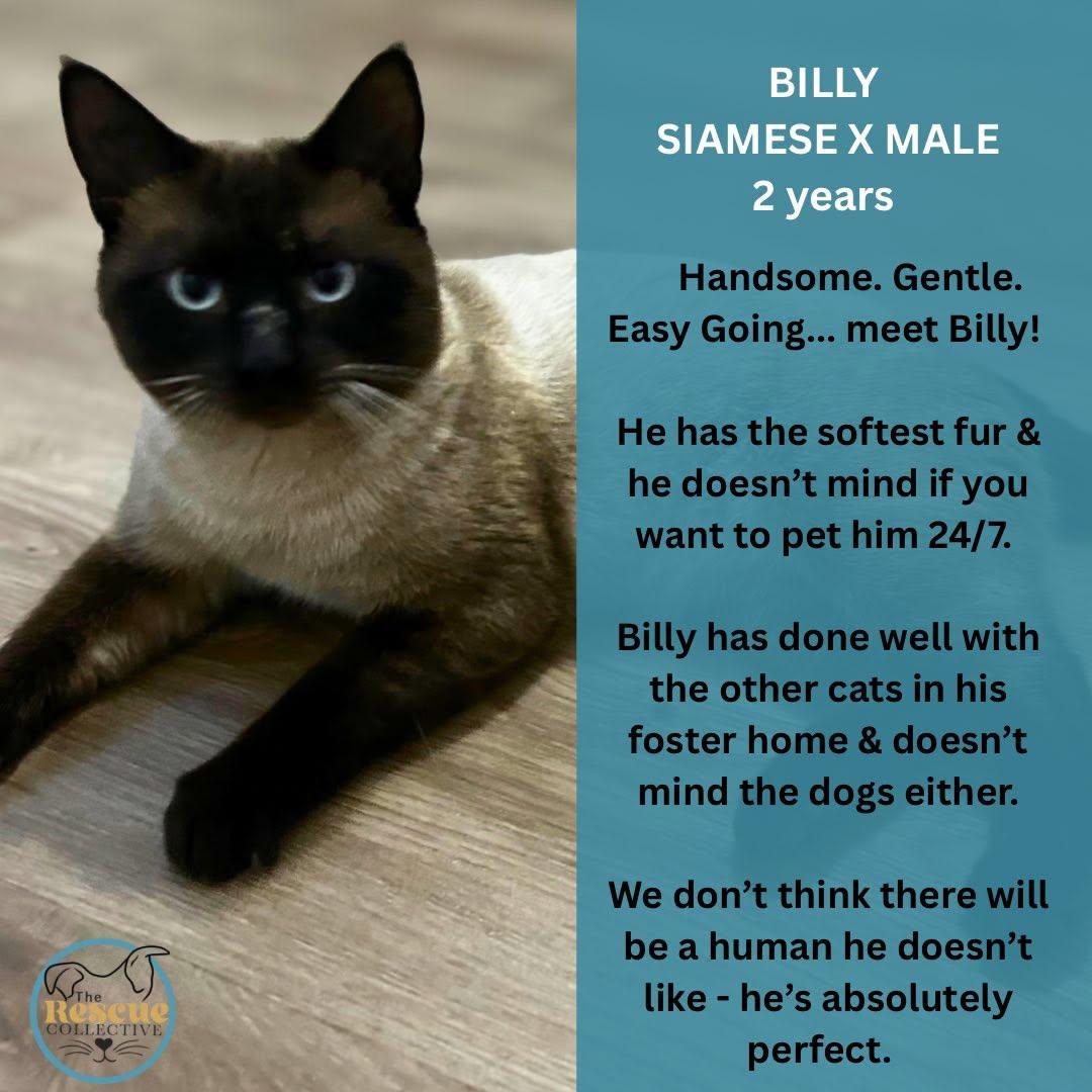 Enlarge Billy, a Adopted mixed breed in Clive, AB image 1/1