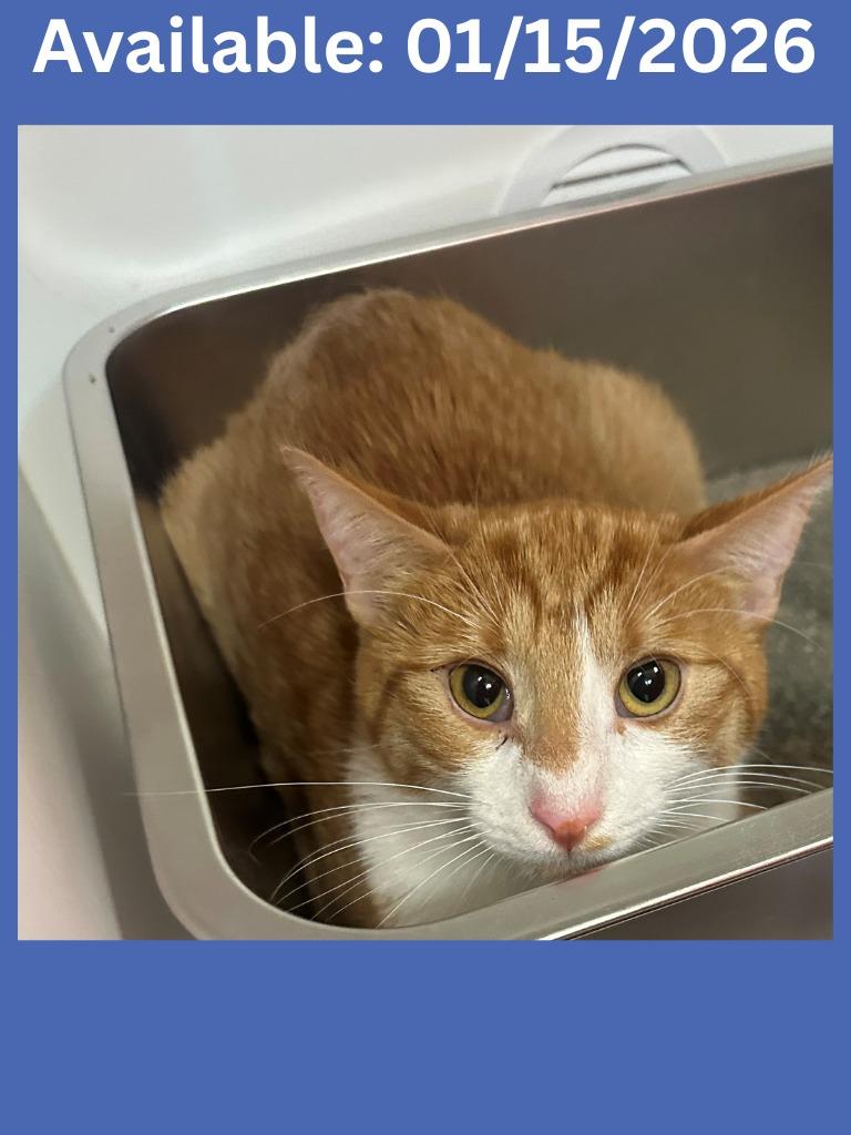 Cat Condo #7 Junior, Adoptable, Young Male Domestic Short Hair.