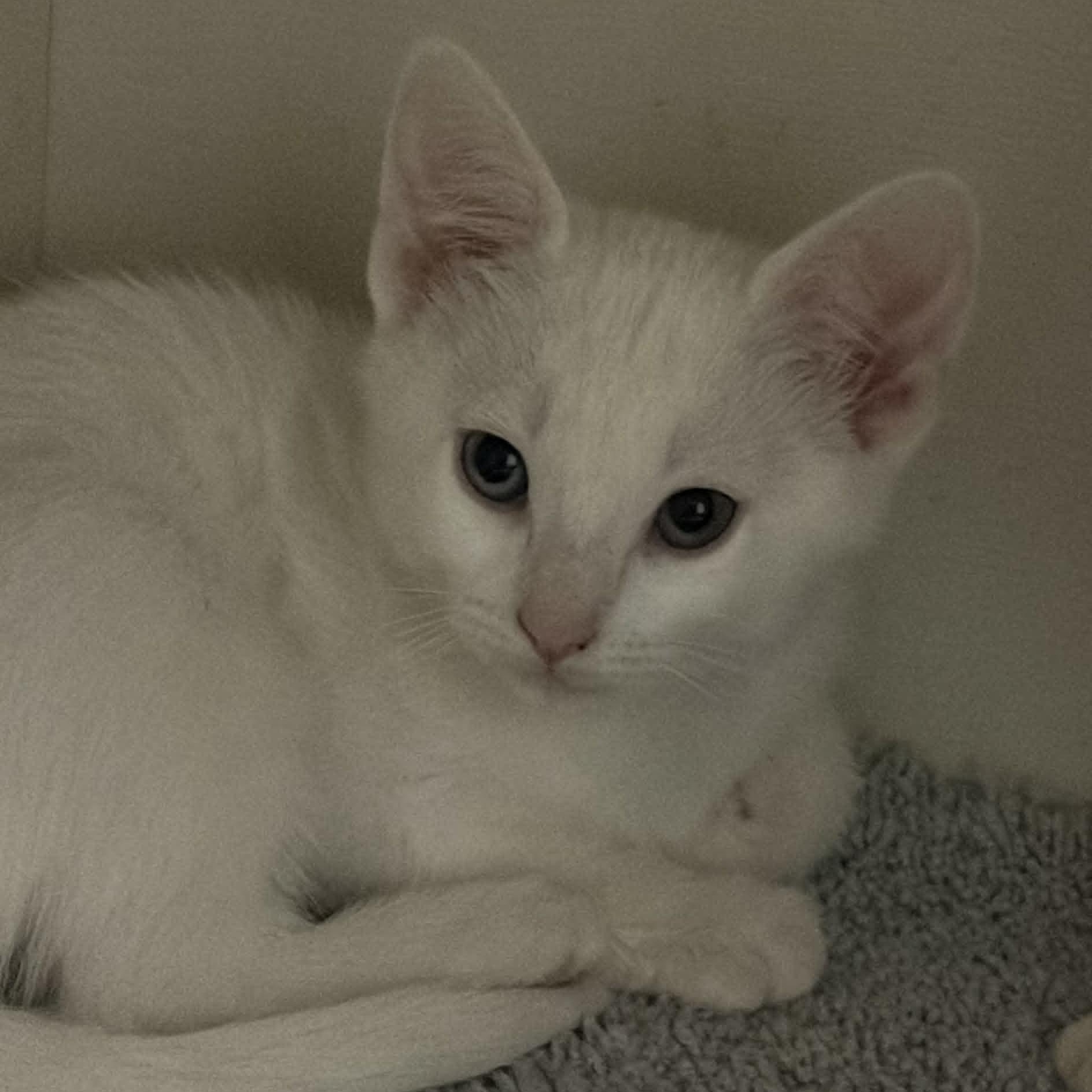 Serenity, an adopted mixed breed in Antioch, CA image 2/3