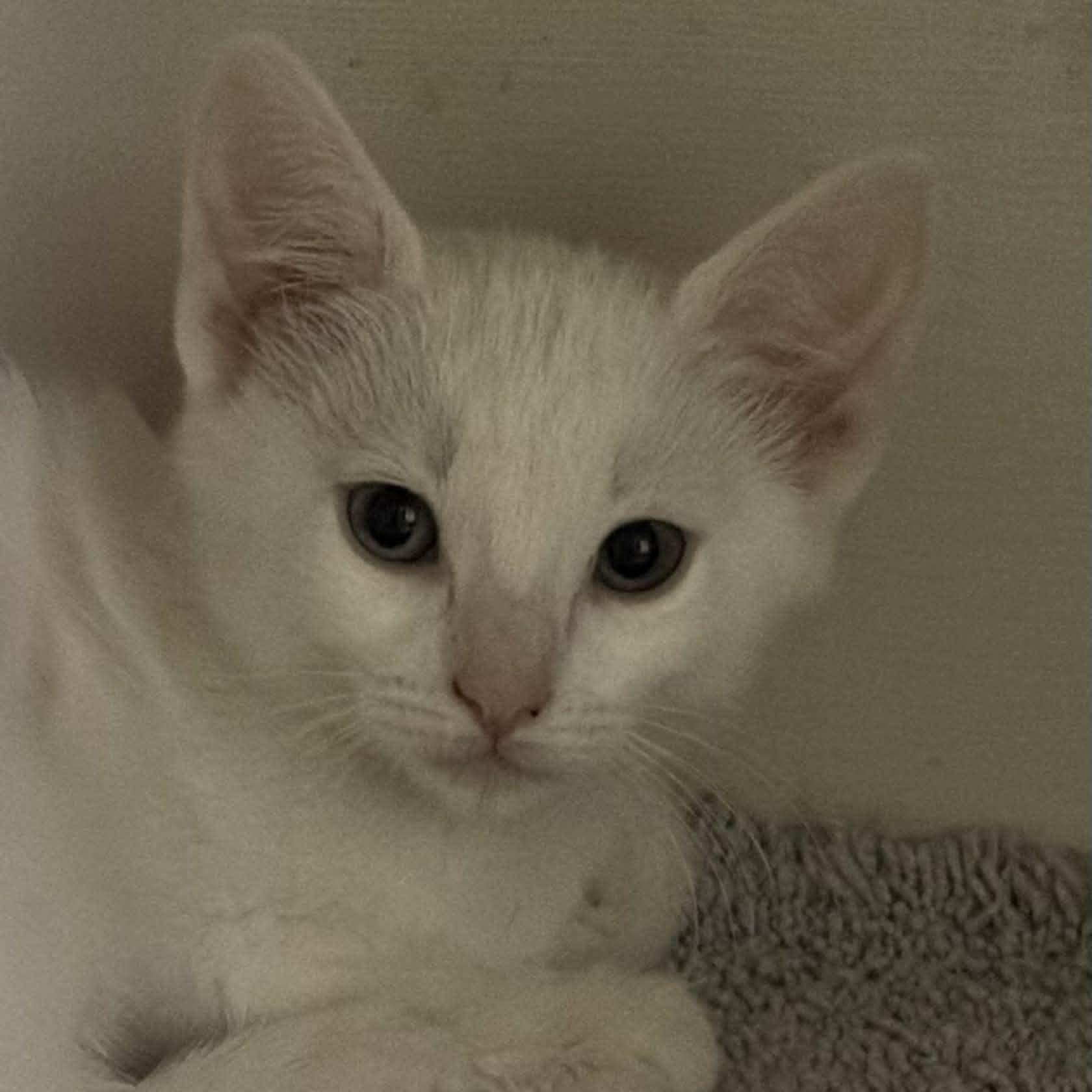 Serenity, an adopted mixed breed in Antioch, CA image 3/3