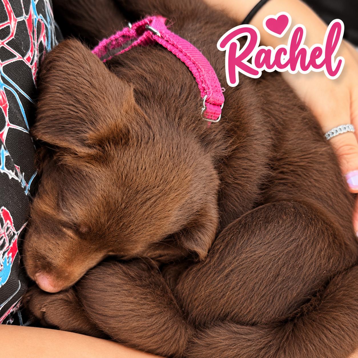 Enlarge Rachel, a Adoptable mixed breed in Elburn, IL image 2/3