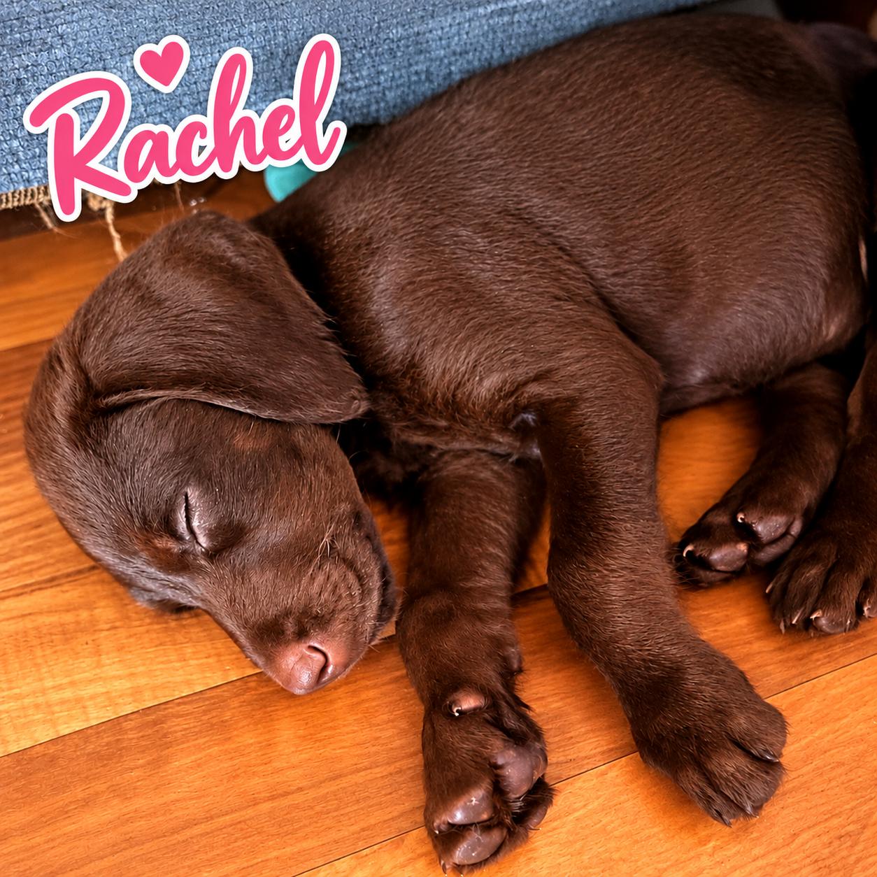 Enlarge Rachel, a Adoptable mixed breed in Elburn, IL image 1/3