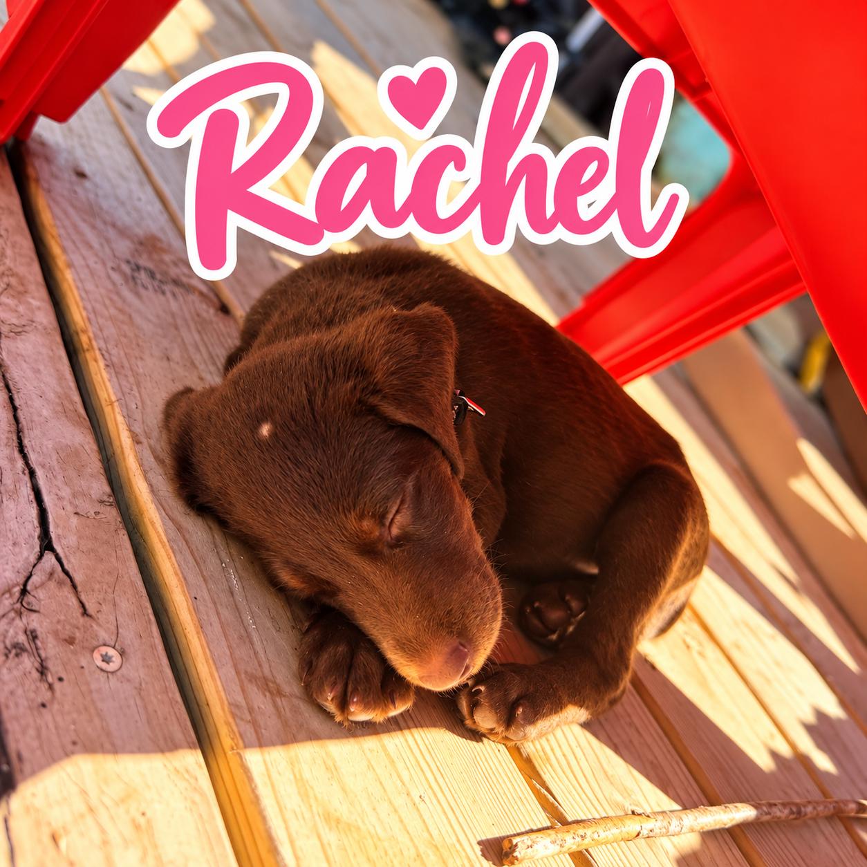 Enlarge Rachel, a Adoptable mixed breed in Elburn, IL image 3/3