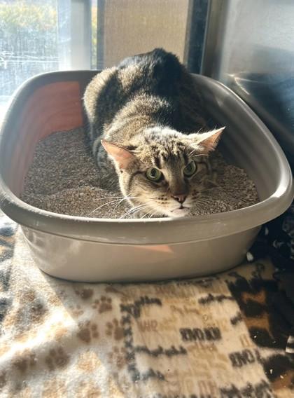 Enlarge Emma, a Adoptable mixed breed in Farmers Branch, TX image 1/2